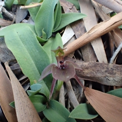 Chiloglottis x pescottiana (Bronze Bird Orchid) at Acton, ACT - 6 Oct 2017 by DerekC