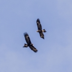 Aquila audax (Wedge-tailed Eagle) at Greenway, ACT - 5 Oct 2017 by Alison Milton