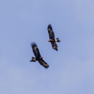 Aquila audax at Greenway, ACT - 6 Oct 2017