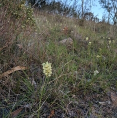 Stackhousia monogyna at McQuoids Hill - 4 Oct 2017