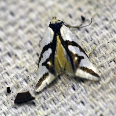 Ocystola paulinella (A Concealer Moth) at O'Connor, ACT - 4 Oct 2017 by ibaird