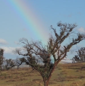 Eucalyptus blakelyi at Denman Prospect, ACT - 25 Sep 2017