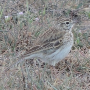 Anthus australis at Coombs, ACT - 25 Sep 2017