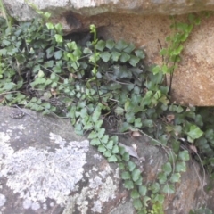 Asplenium flabellifolium (Necklace Fern) at Mount Ainslie - 6 Oct 2017 by SilkeSma