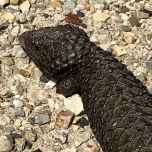 Tiliqua rugosa at Bungendore, NSW - 7 Oct 2017