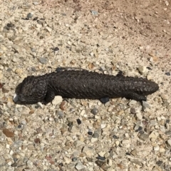 Tiliqua rugosa at Bungendore, NSW - 7 Oct 2017 02:36 PM