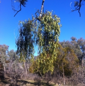 Amyema miquelii at Ainslie, ACT - 21 May 2017