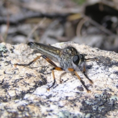 Asiola fasciata (A robber fly) at Tennent, ACT - 7 Oct 2017 by MatthewFrawley