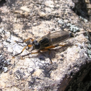 Asiola fasciata at Tennent, ACT - 7 Oct 2017