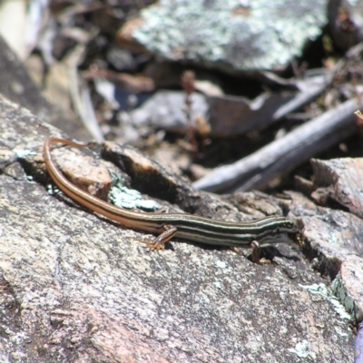 Ctenotus taeniolatus (Copper-tailed Skink) at Tennent, ACT - 7 Oct 2017 by MatthewFrawley