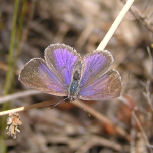 Erina hyacinthina at Tennent, ACT - 7 Oct 2017