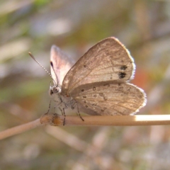 Erina hyacinthina at Tennent, ACT - 7 Oct 2017 11:07 AM