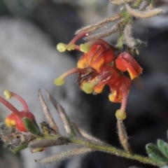 Grevillea alpina (Mountain Grevillea / Cat's Claws Grevillea) at Canberra Central, ACT - 7 Oct 2017 by RobertD