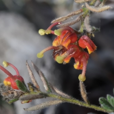 Grevillea alpina (Mountain Grevillea / Cat's Claws Grevillea) at Canberra Central, ACT - 7 Oct 2017 by RobertD