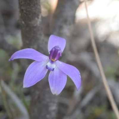 Glossodia major (Wax Lip Orchid) at Canberra Central, ACT - 7 Oct 2017 by RobertD