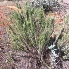 Chrysocephalum semipapposum (Clustered Everlasting) at Ainslie, ACT - 21 May 2017 by W