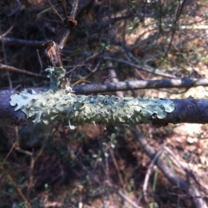 Parmeliaceae (family) at Ainslie, ACT - 21 May 2017 11:52 AM