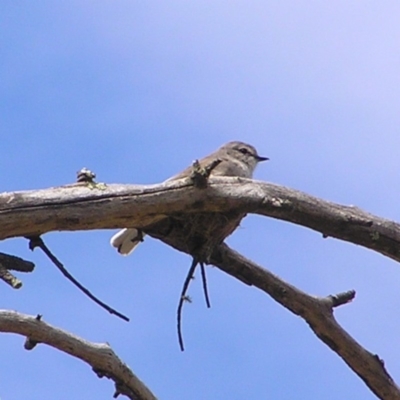 Microeca fascinans (Jacky Winter) at Paddys River, ACT - 7 Oct 2017 by MatthewFrawley