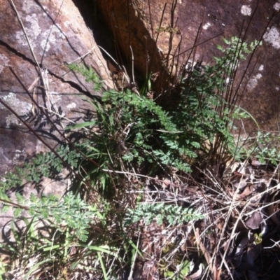 Cheilanthes sieberi (Rock Fern) at Mount Ainslie - 21 May 2017 by W