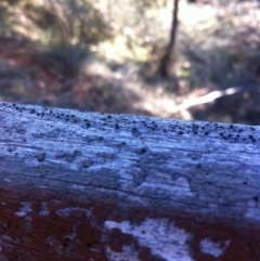 Trentepohlia sp. (genus) at Ainslie, ACT - 21 May 2017 11:55 AM