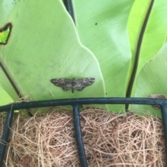 Chloroclystis (genus) (A geometer moth) at Ainslie, ACT - 7 Oct 2017 by W