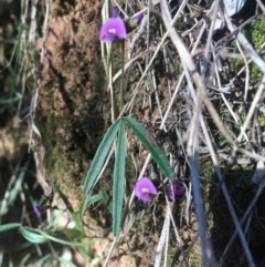 Glycine clandestina at Majura, ACT - 7 Oct 2017