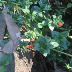 Lysimachia arvensis at Majura, ACT - 7 Oct 2017