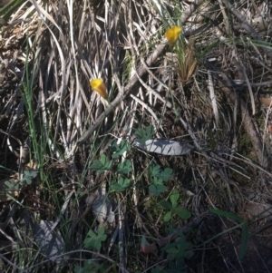 Oxalis sp. at Majura, ACT - 7 Oct 2017