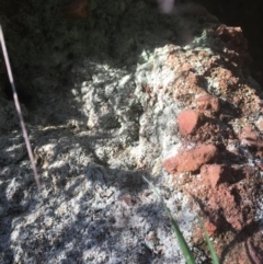 Lichen - crustose at Mount Ainslie - 7 Oct 2017 by W