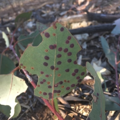 Leaf spot fungus at Mount Ainslie - 7 Oct 2017 by W