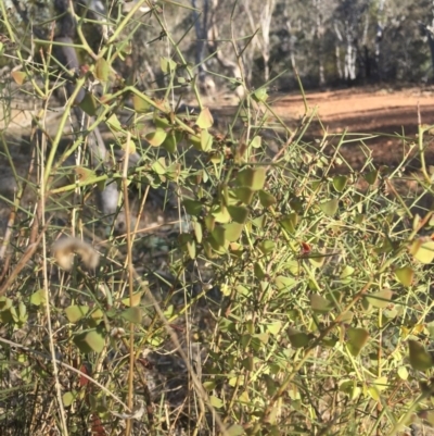 Daviesia genistifolia (Broom Bitter Pea) at Mount Ainslie - 7 Oct 2017 by W
