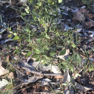 Daviesia genistifolia at Majura, ACT - 7 Oct 2017