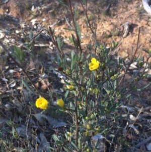 Hibbertia obtusifolia at Majura, ACT - 7 Oct 2017