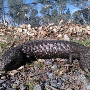 Tiliqua rugosa at Gungahlin, ACT - 7 Oct 2017 05:01 PM