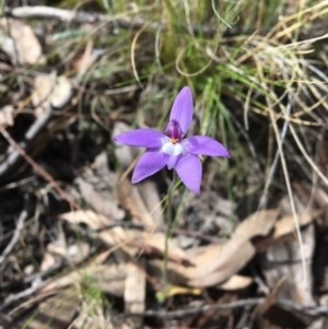 Glossodia major at Acton, ACT - suppressed