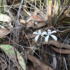 Caladenia ustulata (Brown Caps) at Acton, ACT - 7 Oct 2017 by Floramaya