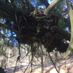 Exocarpos cupressiformis at Majura, ACT - 7 Oct 2017