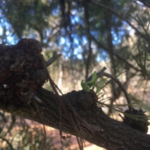 Exocarpos cupressiformis at Majura, ACT - 7 Oct 2017