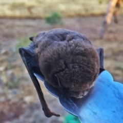 Chalinolobus morio (Chocolate Wattled Bat) at Googong, NSW - 28 Jan 2017 by Wandiyali