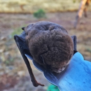 Chalinolobus morio at Googong, NSW - 28 Jan 2017