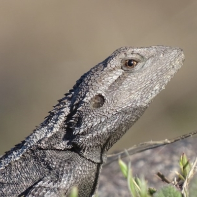 Amphibolurus muricatus (Jacky Lizard) at Pearce, ACT - 7 Oct 2017 by roymcd