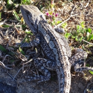 Amphibolurus muricatus at Pearce, ACT - 7 Oct 2017