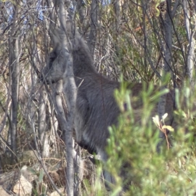 Osphranter robustus (Wallaroo) at Mount Taylor - 7 Oct 2017 by roymcd