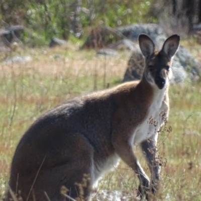 Notamacropus rufogriseus (Red-necked Wallaby) at Mount Taylor - 7 Oct 2017 by roymcd