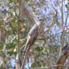 Cacomantis flabelliformis (Fan-tailed Cuckoo) at Paddys River, ACT - 7 Oct 2017 by MatthewFrawley