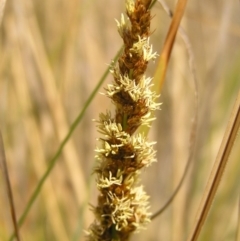 Carex appressa at Paddys River, ACT - 7 Oct 2017