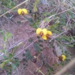 Bossiaea buxifolia (Matted Bossiaea) at Kambah, ACT - 26 Oct 2017 by RosemaryRoth