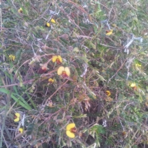 Bossiaea buxifolia at Kambah, ACT - 27 Oct 2017 10:30 AM