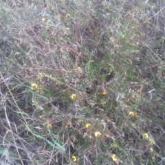 Bossiaea buxifolia at Kambah, ACT - 27 Oct 2017 10:30 AM