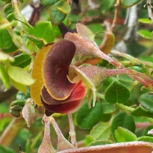 Bossiaea buxifolia at Kambah, ACT - 27 Oct 2017 10:30 AM